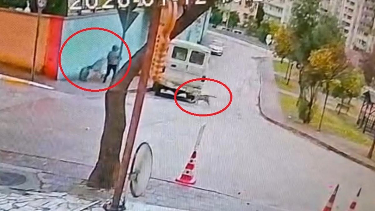 Sokakta dolaşan köpekler, yanında köpeği olan kadına saldırdı
