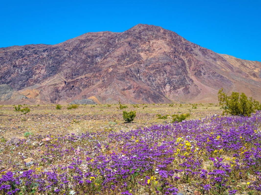 I've been to all 63 major US national parks. There are 6 I always tell people to visit in the spring.