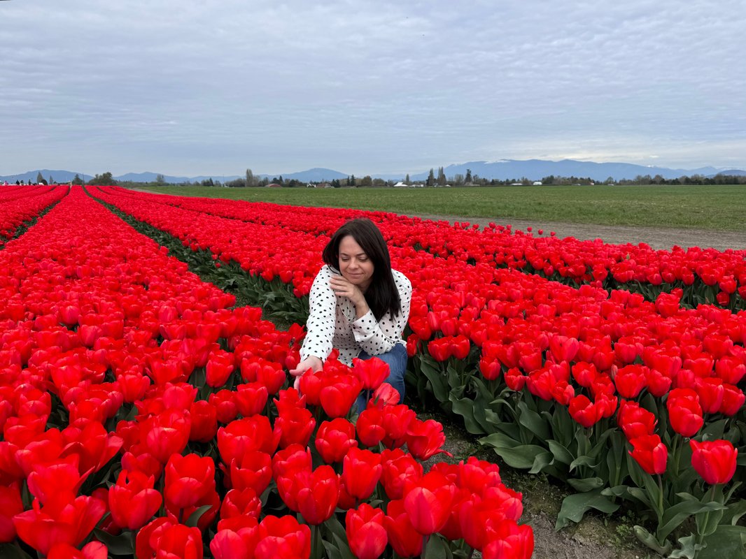 Forget traveling to the Netherlands. I saw millions: of colorful tulips without having to leave the US.
