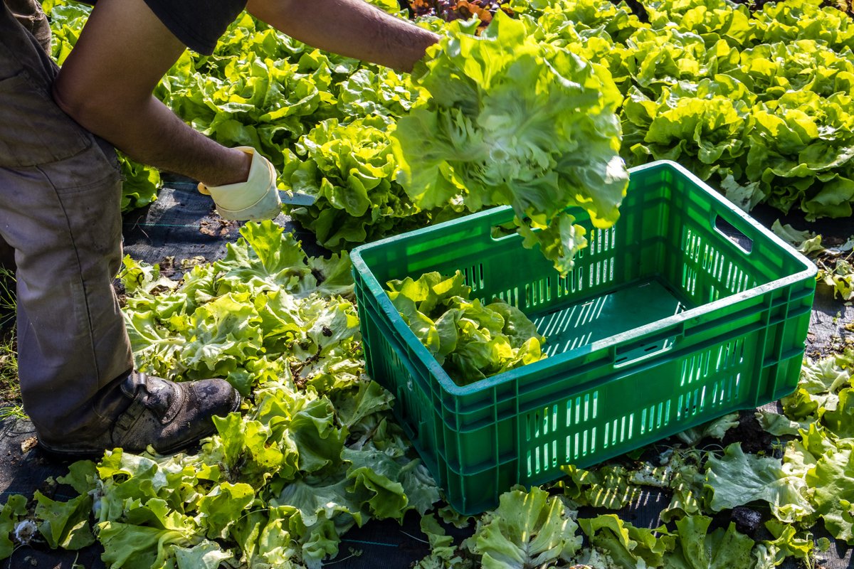 2 dead in cyclospora outbreak, Michigan health authorities say