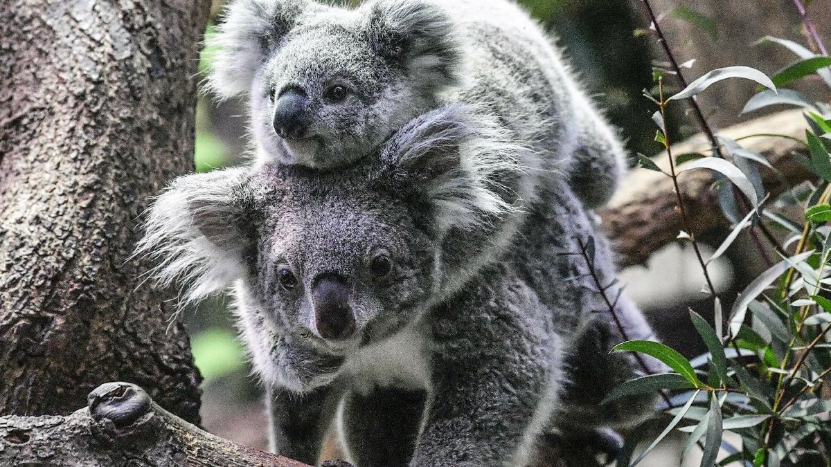 "Avustralya'daki koala sayısındaki artış, ekosistem dengesini tehdit ediyor"
