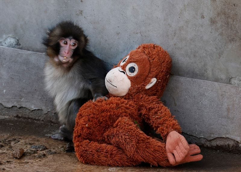 This Ikea plushie is swinging off the shelves because of Punch the sad viral TikTok monkey