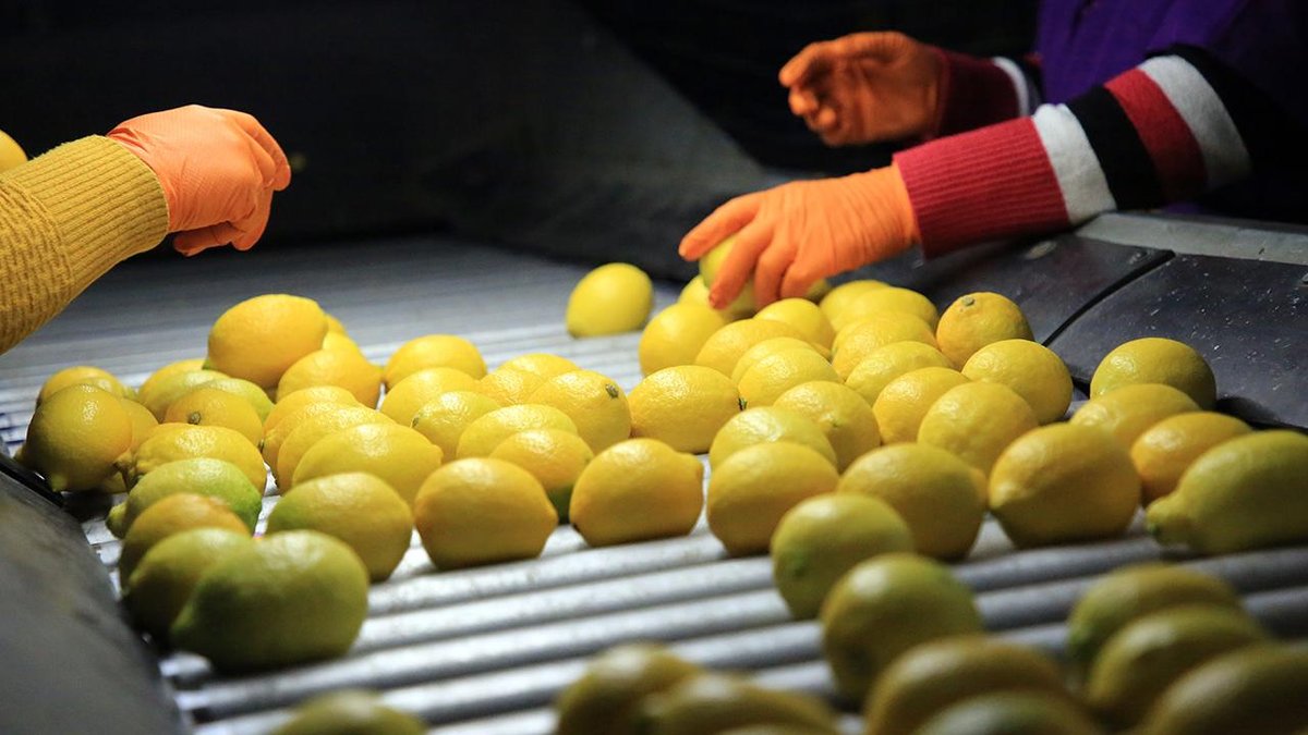 Limon ithalatında gümrük vergisi yüzde 10a düşürüldü