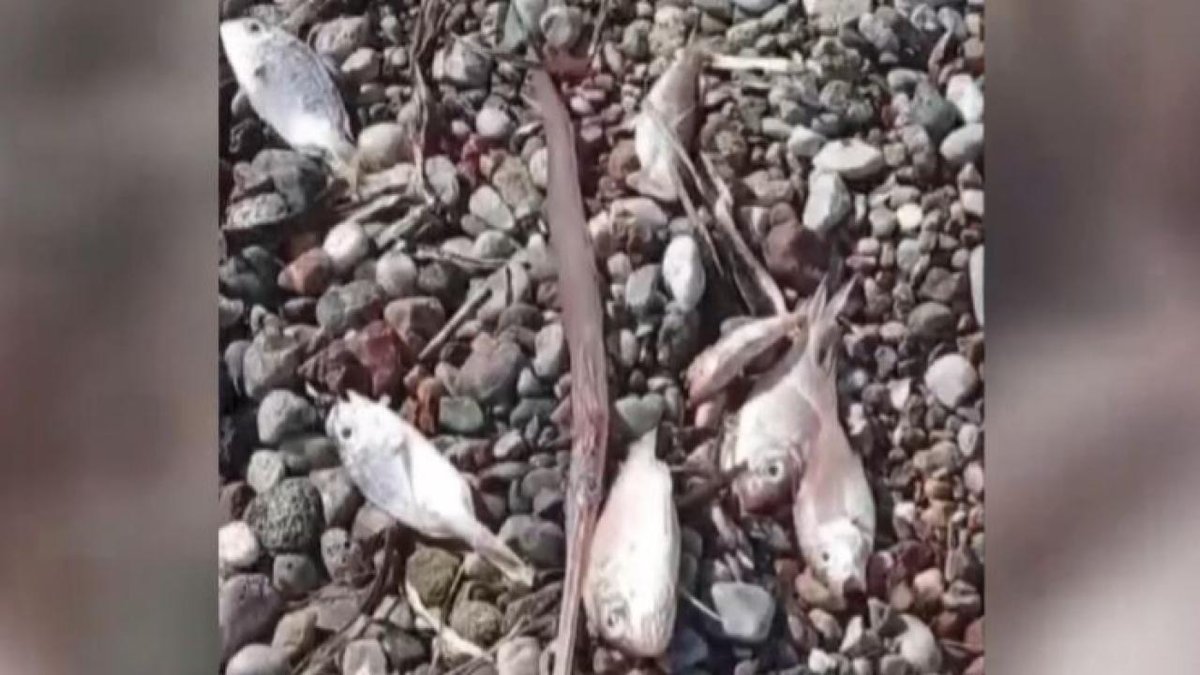 Muğla'nın kıyılarında çok sayıda ölü balık görüldü