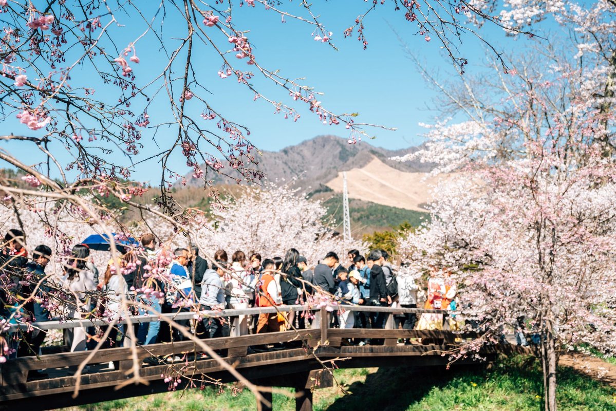 I went to Japan during peak cherry blossom season and found an easy way to escape the crowds at popular tourist attractions