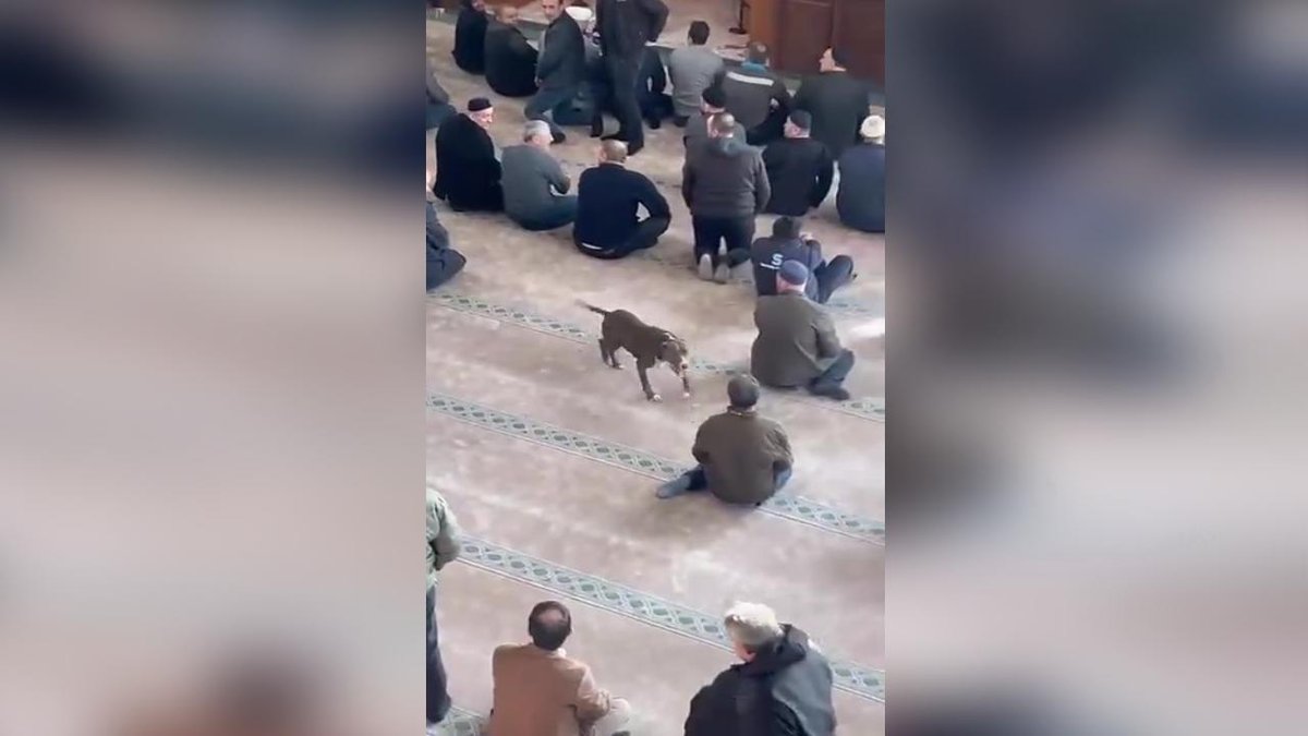 "Camide dolaşan pitbull cinsi köpeğin sahibi hakkında adli ve idari yaptırım uygulandı"