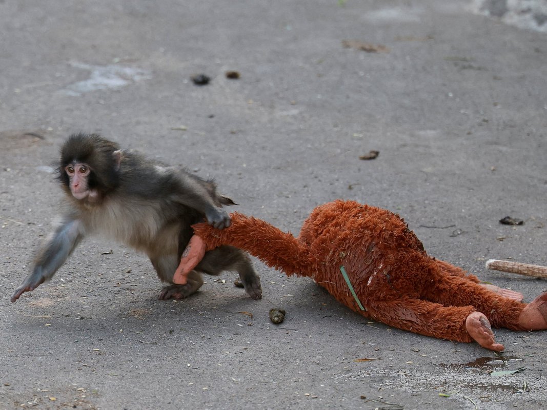 I visited Punch, the famous baby monkey, in Japan. Here's what TikTok doesn't show.
