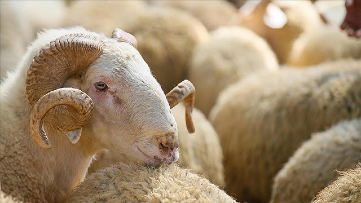 Hayvancılıkta yeni dönem: 150 bin küçükbaş ve faizsiz kredi desteği