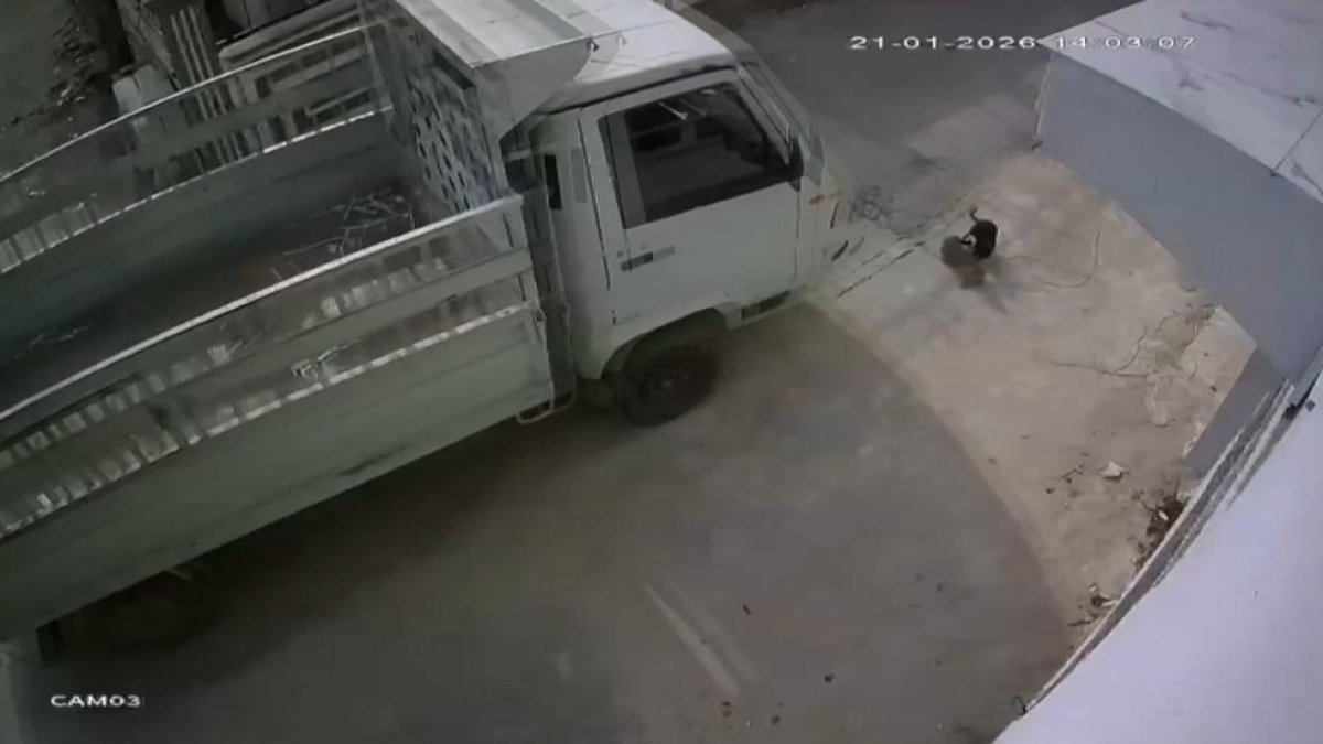"Adana'da kediye zarar veren sürücüye: hayvan barınaklarında çalışma cezası verildi"
