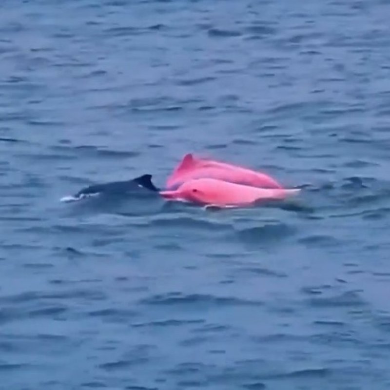 "Pembe yunuslarla ilgili gelişmeler büyük ilgi uyandırdı"