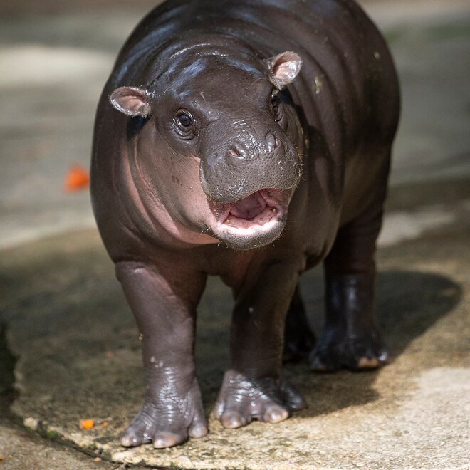 Moo Deng's Zoo Responds to Concerns Over Pygmy Hippo's "Sad" Habitat