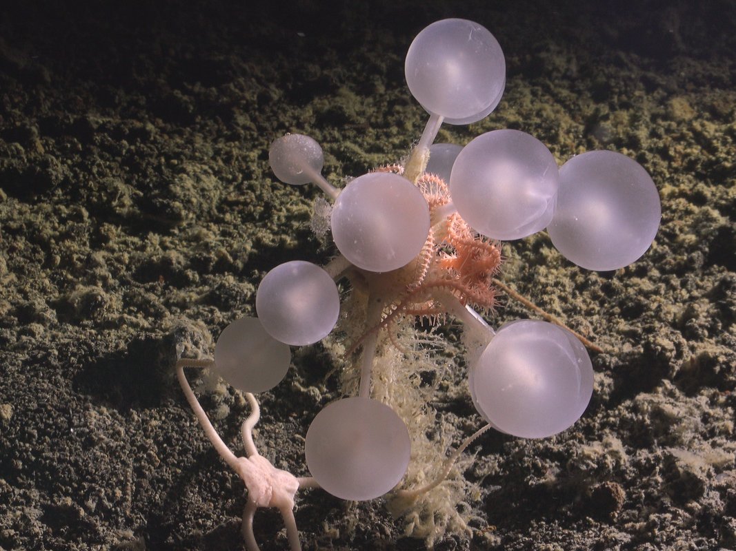25 bizarre creatures from the bottom: of the ocean that look like aliens