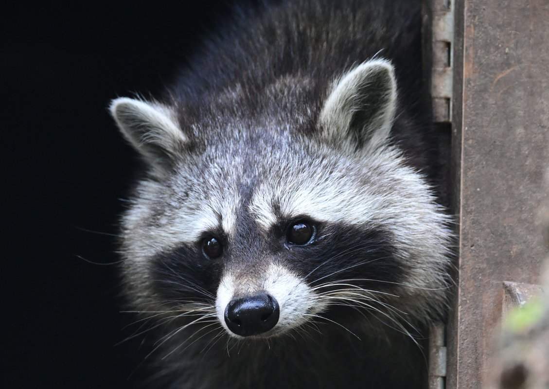 Jimothy the raccoon is proof that being weird, feral, and unknowable is the key to winning the internet