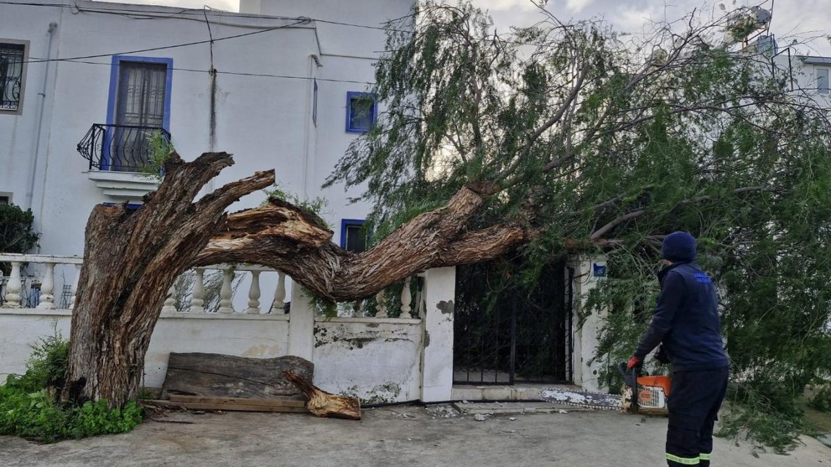 Muğla'da fırtına ağaçları devirdi