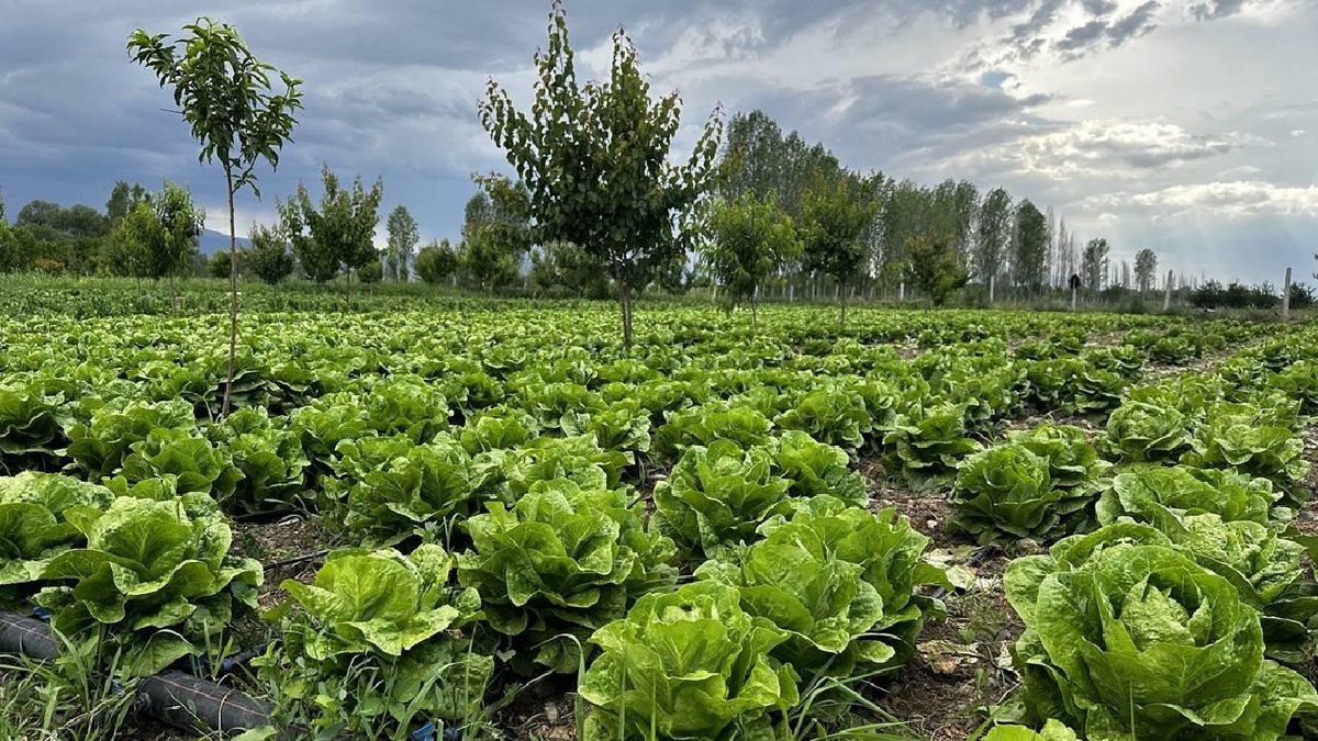 Bakanlıktan 'akıllı tarım': odaklı projelere hibe desteği
