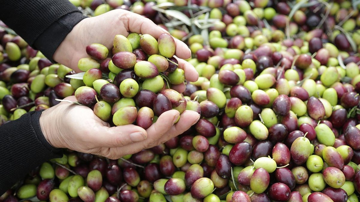 Milas Çekişke zeytinine AB tescili yolda