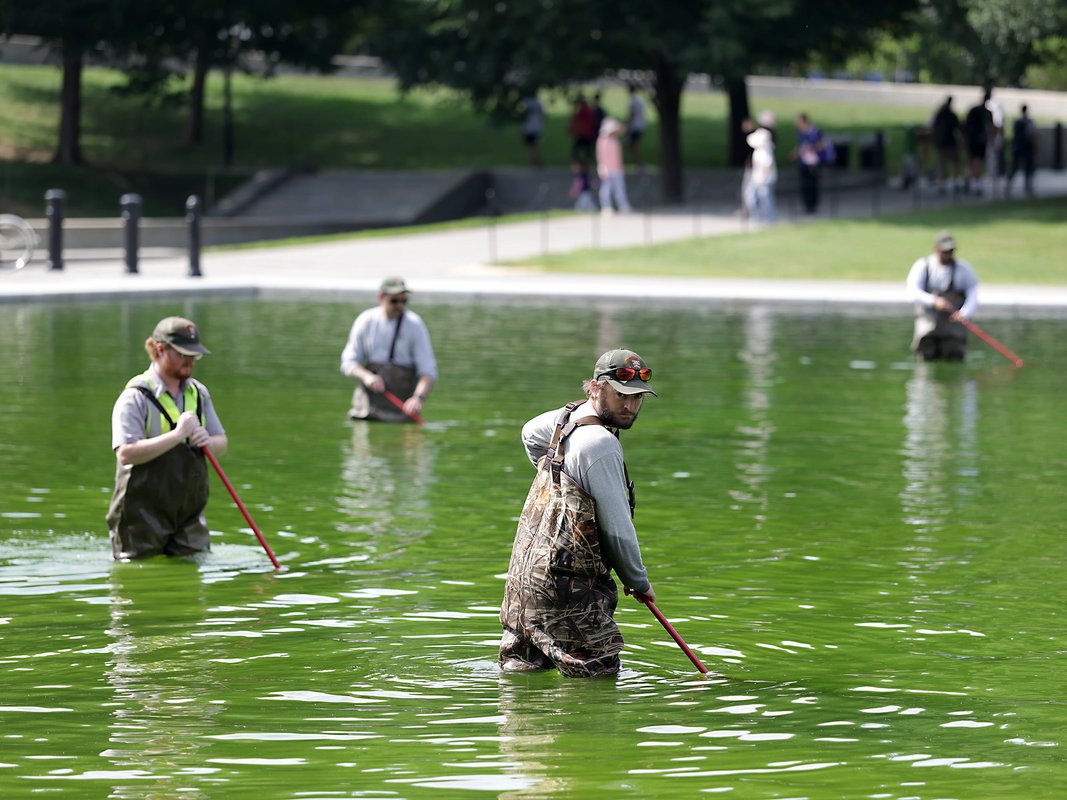 Algae has turned the Lincoln Memorial Reflecting Pool green again, days after its $14.8 million makeover. Take a look.