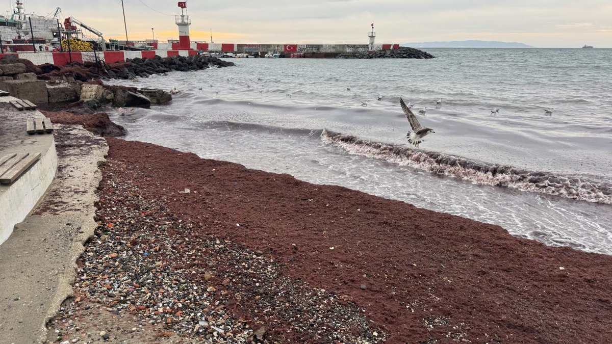 "Tekirdağ Sahilinde Kırmızı Yosun Toplanması Görüldü"