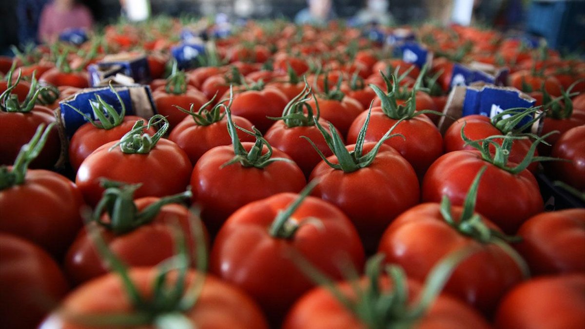 Türkiye, 401 milyon dolar: değerinde domates ihracatı gerçekleştirdi