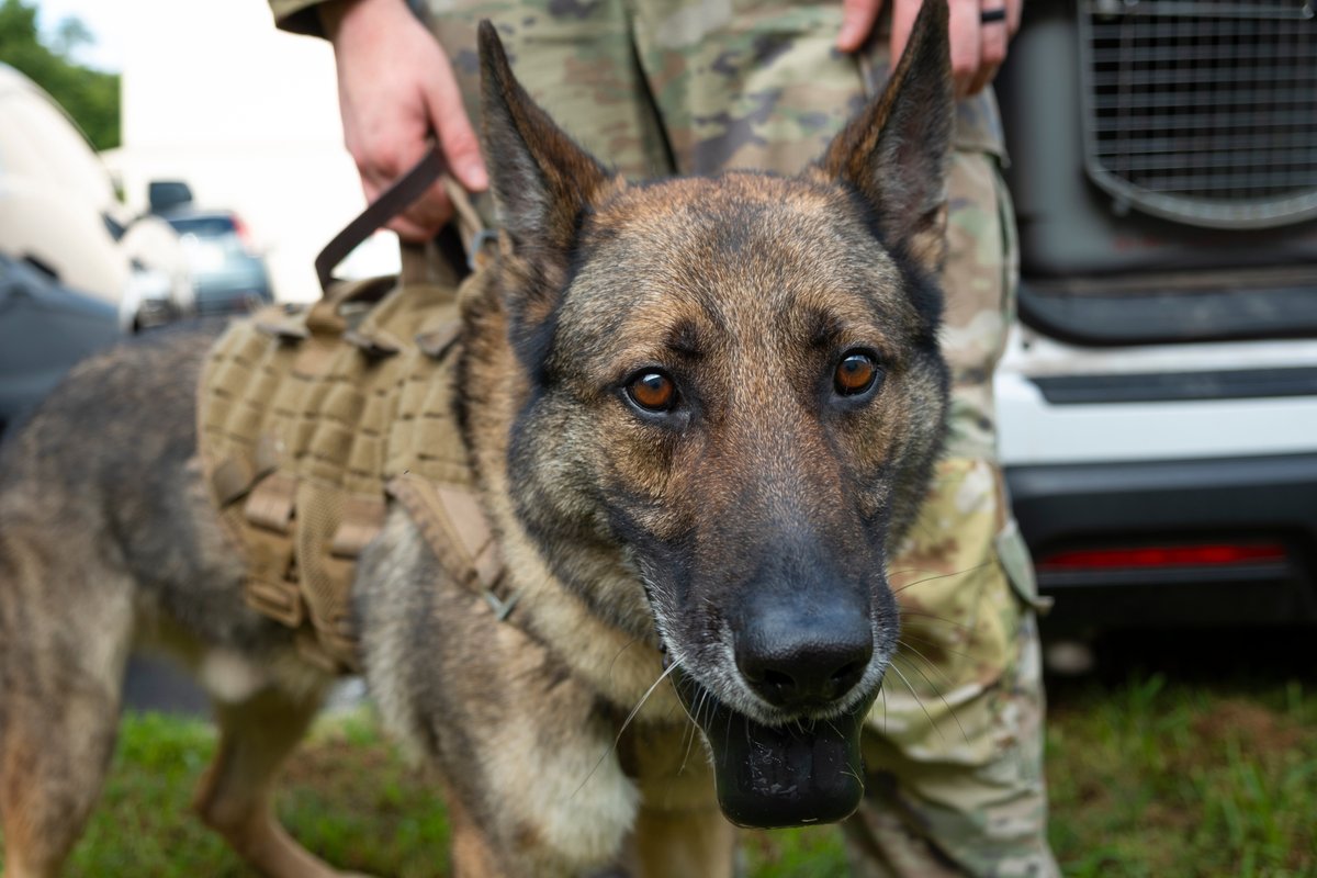 US military dogs died in poor kennel: conditions as others fell ill, Pentagon watchdog says
