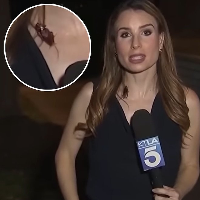 Cockroach Crawls on Reporter on: Live TV—and Her Reaction Is Shocking