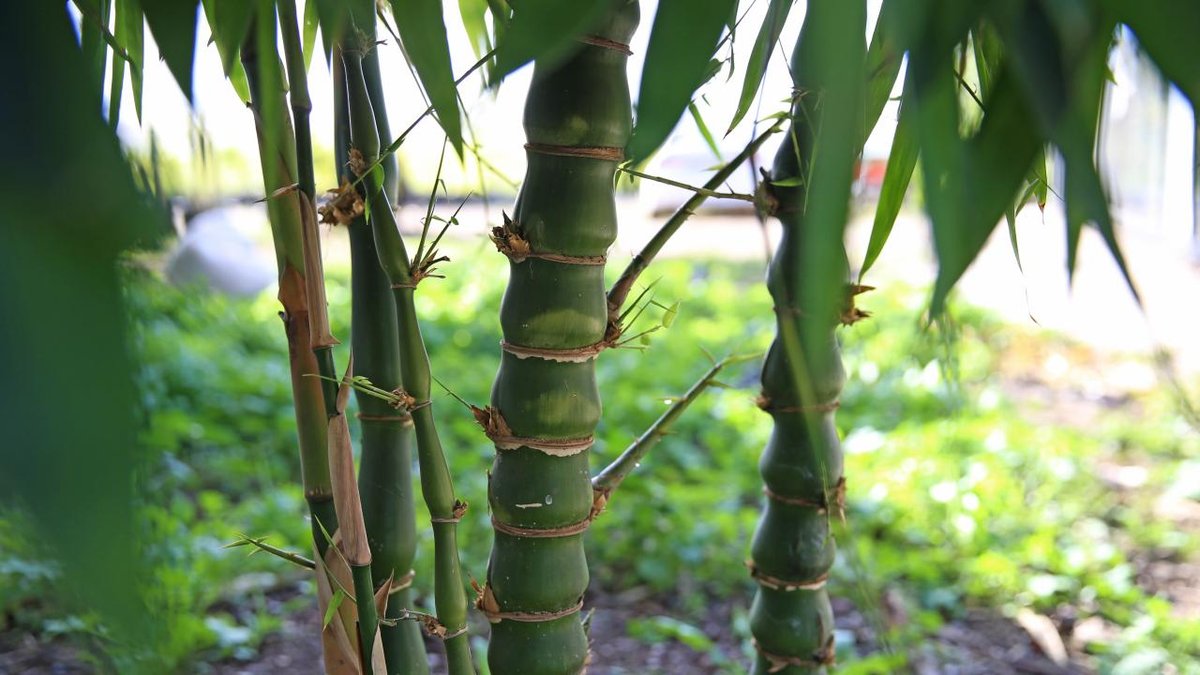 Araştırmacılar inceledi: Bambu, süper gıda olarak potansiyele sahip mi?