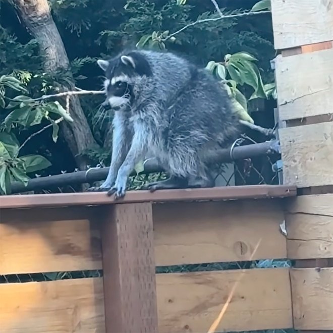 Who Is Jimothy? Meet the Viral Raccoon Stealing Hearts, Not Trash