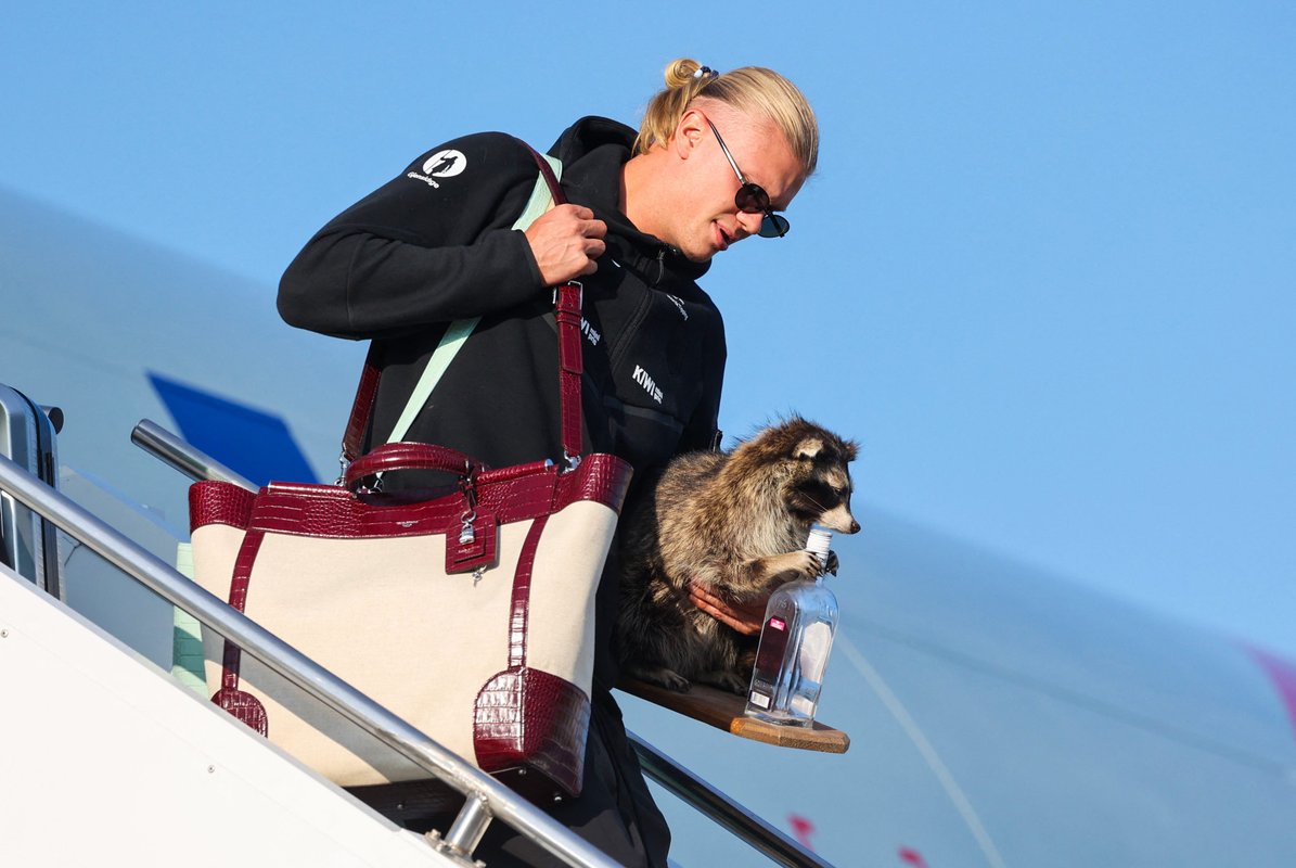 Norway's Erling Haaland brought a $750: taxidermy raccoon home from the World Cup
