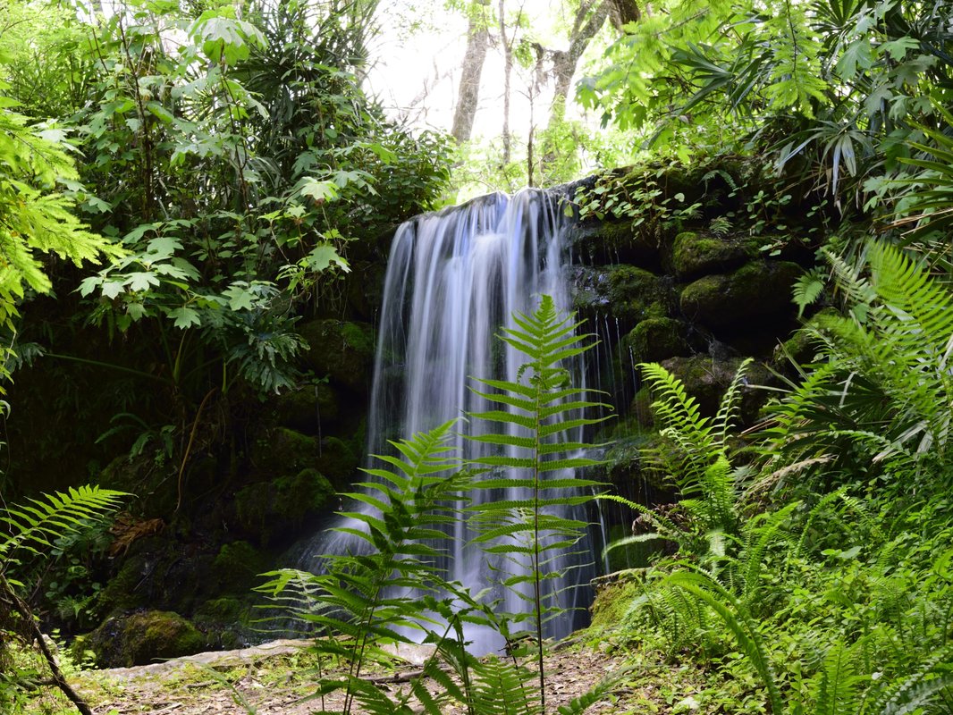 I've lived in Florida for over 25 years. Skip the major: cities and spend time in these 5 gorgeous state parks instead.