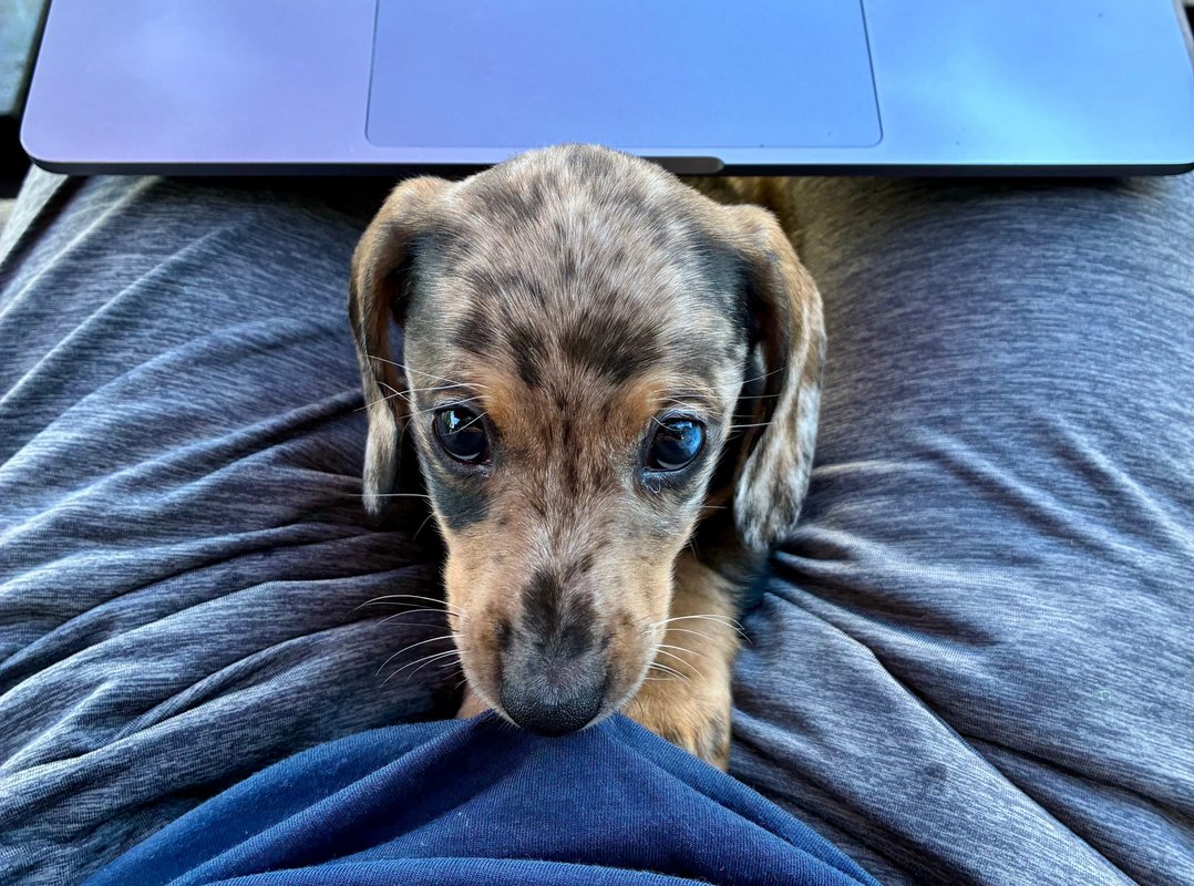Puppy advice in the age of AI answer engines