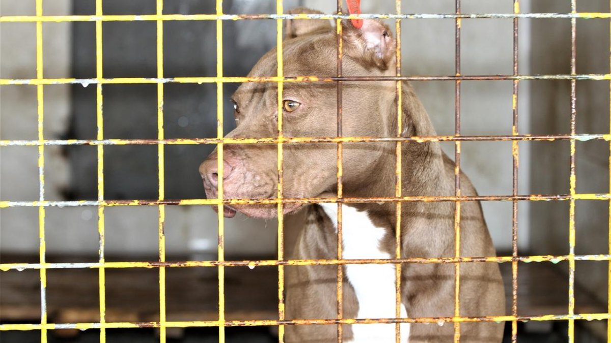 2 çocuğu yaralayan pitbullun sahibi hakkında iddianame düzenlendi