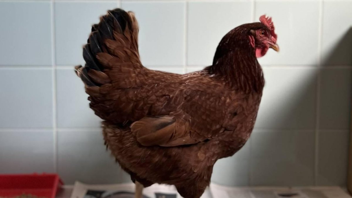 Yumurtlayan tavukların kafes ölçülerinde düzenleme yapıldı